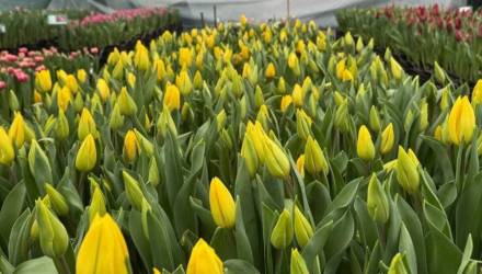 Тюльпаны к 8 Марта: список площадок продажи в Гомеле