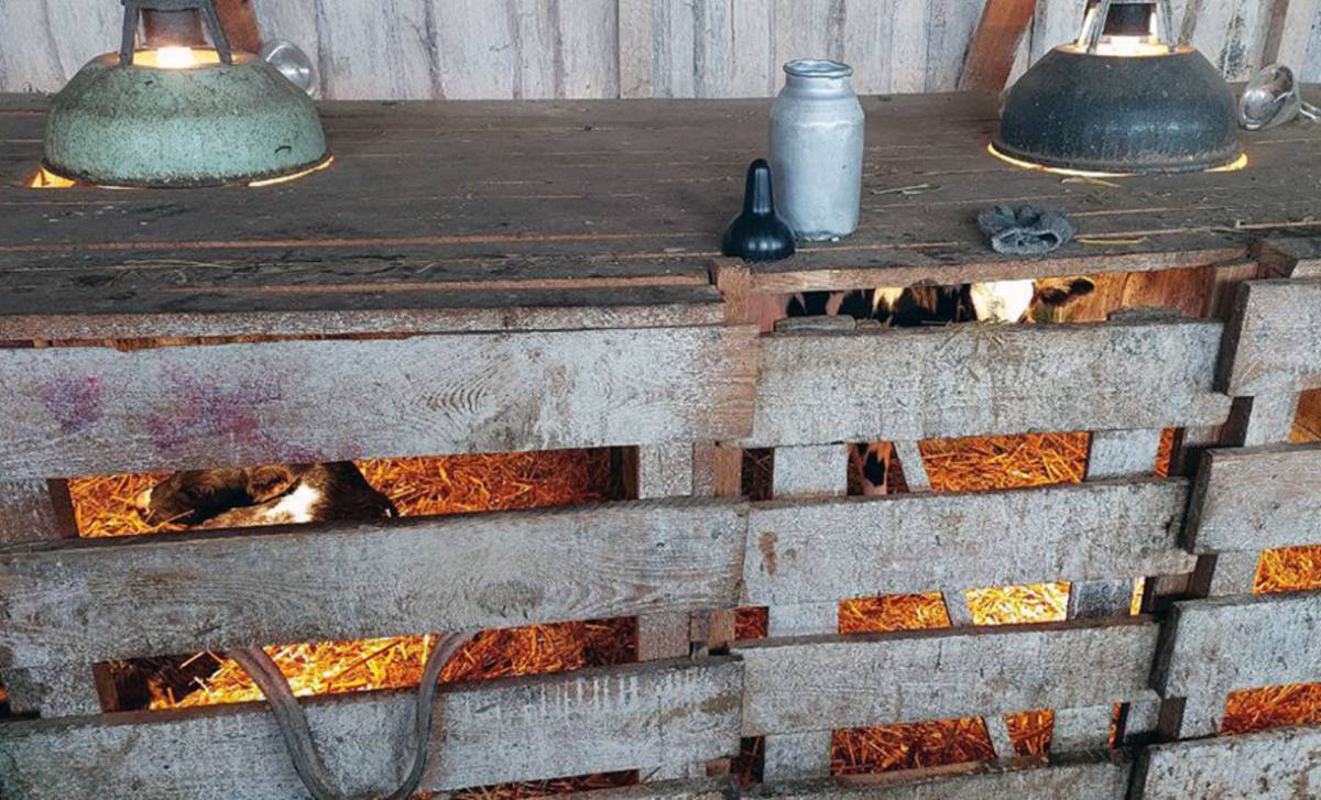 Содержание скота зимой требует строгого соблюдения ветеринарных норм