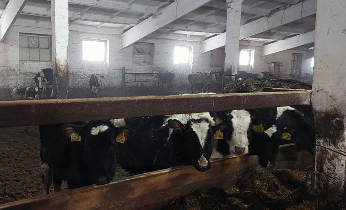 Содержание скота зимой требует строгого соблюдения ветеринарных норм