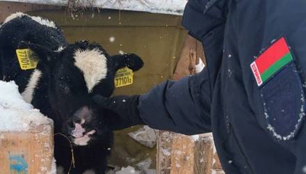 Более 100 коров в сыром сарае: прокуратура Гомельщины выявила нарушения на фермах