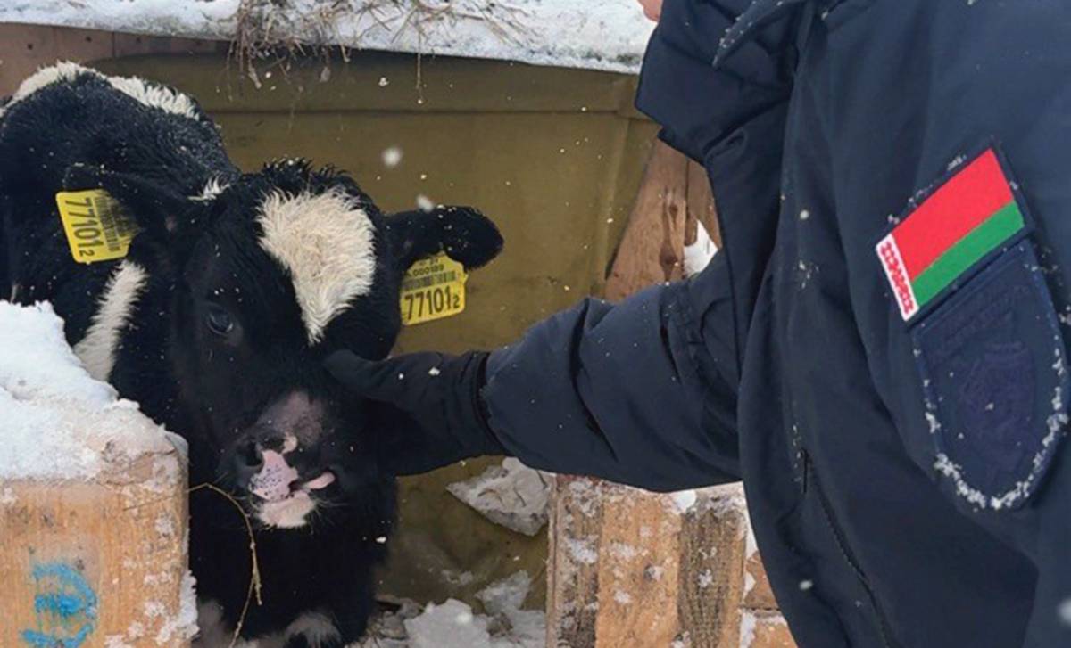 Более 100 коров в сыром сарае: прокуратура Гомельщины выявила нарушения на фермах