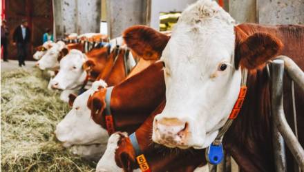 В Петриковском районе скрыли падеж 43 голов скота