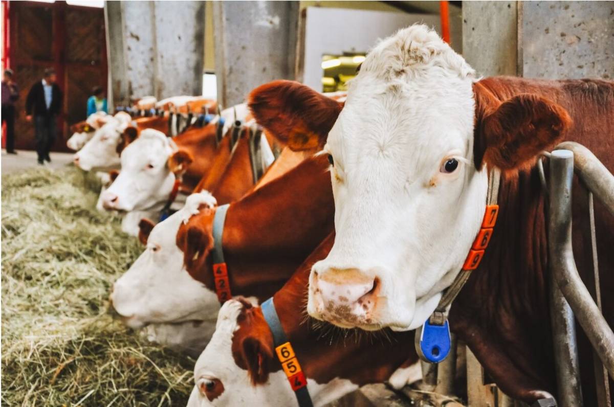 В Петриковском районе скрыли падеж 43 голов скота