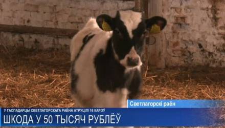 Гибель 16 коров: суд огласил приговор агроному