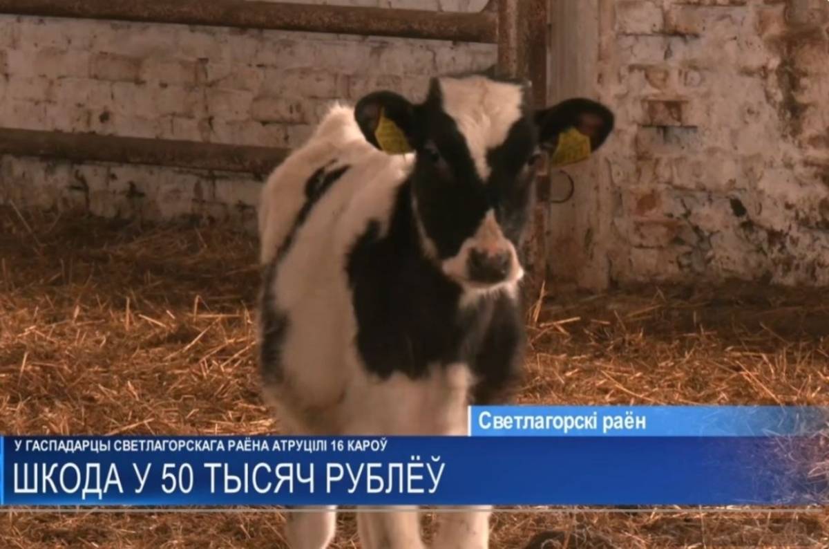 Гибель 16 коров: суд огласил приговор агроному