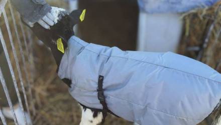 Зимняя экипировка: как Гомельэнерго заботится о телятах