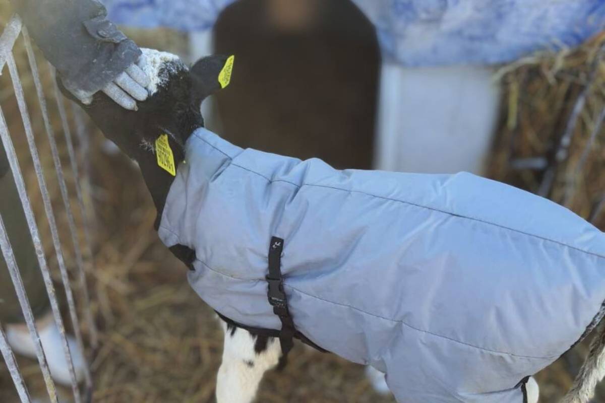 Зимняя экипировка: как Гомельэнерго заботится о телятах