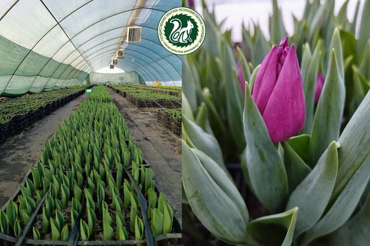 В Гомеле скоро начнут продавать тюльпаны лесхоза