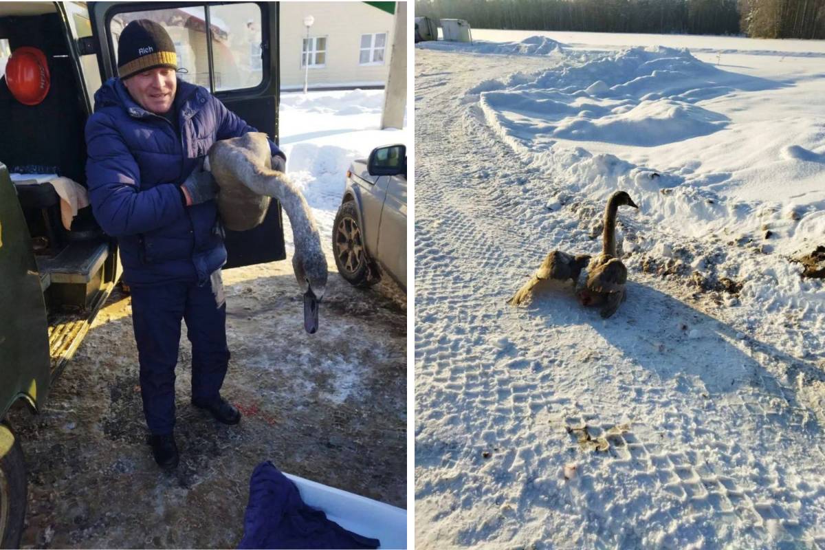 «Речицанефть» при обходе рабочих объектов нашли замерзающего лебедя