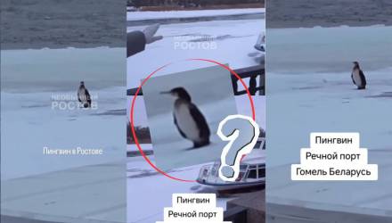 Видео с «пингвином» в Гомеле оказалось снято в Ростове