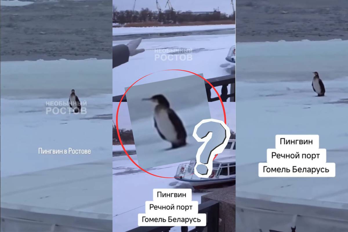 Видео с «пингвином» в Гомеле оказалось снято в Ростове