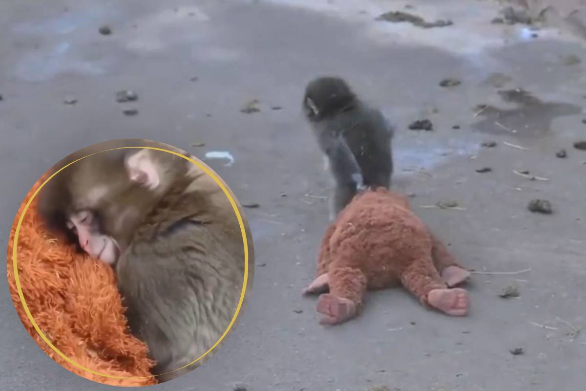 В Японии осиротевший детёныш макаки нашёл «маму» в игрушке