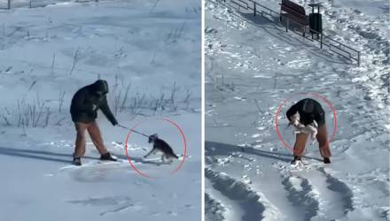 «Это длилось не один день»: в Бобруйске сняли суровый выгул собаки