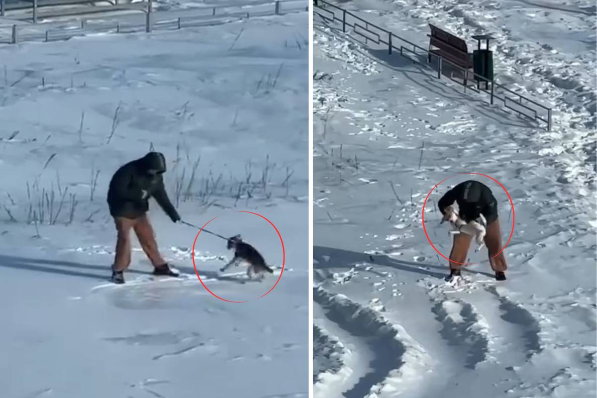 «Это длилось не один день»: в Бобруйске сняли суровый выгул собаки