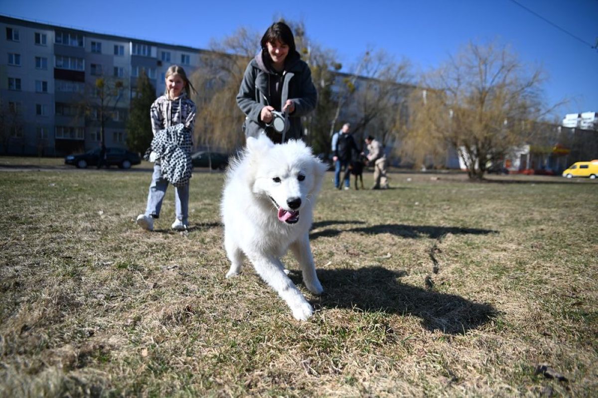 В Гомеле откроют площадку для выгула собак в Волгоградском