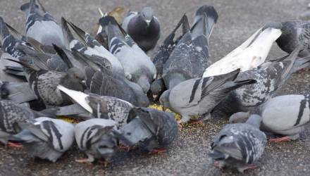 Штраф за кормление птиц в Беларуси