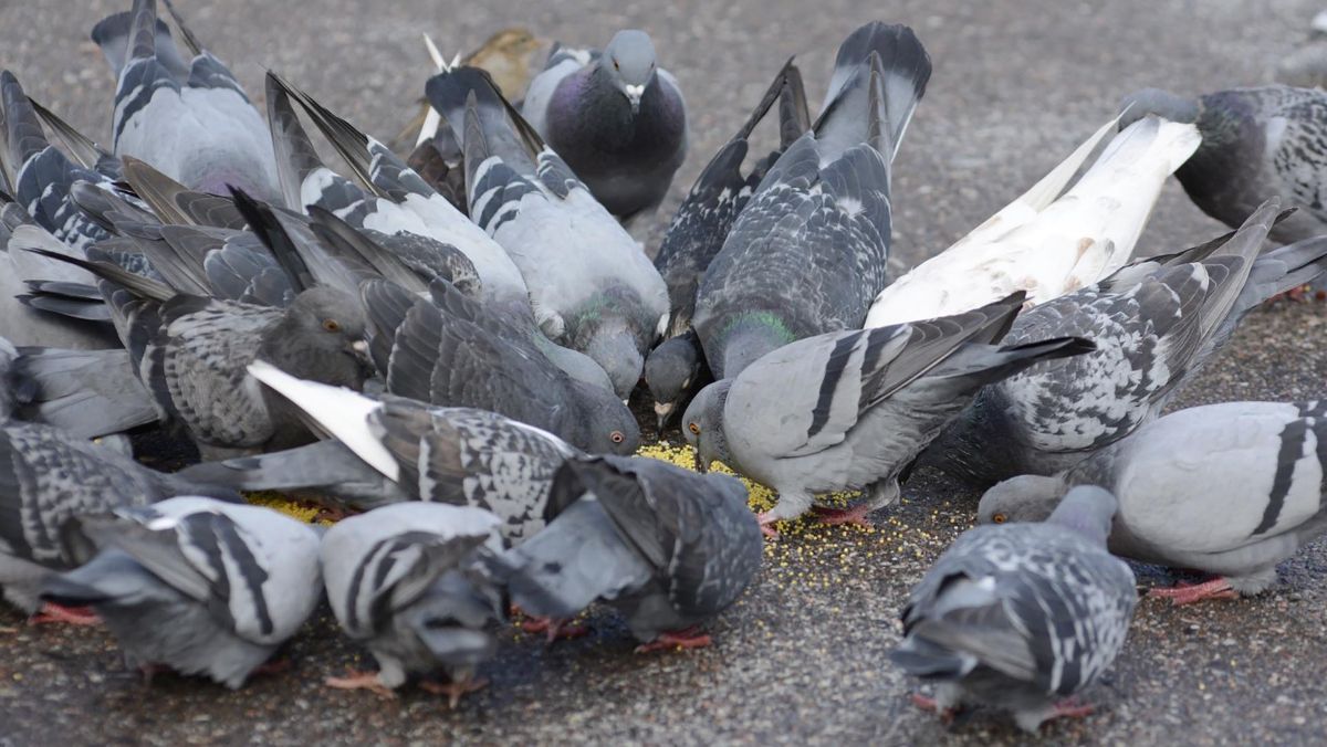 Штраф за кормление птиц в Беларуси