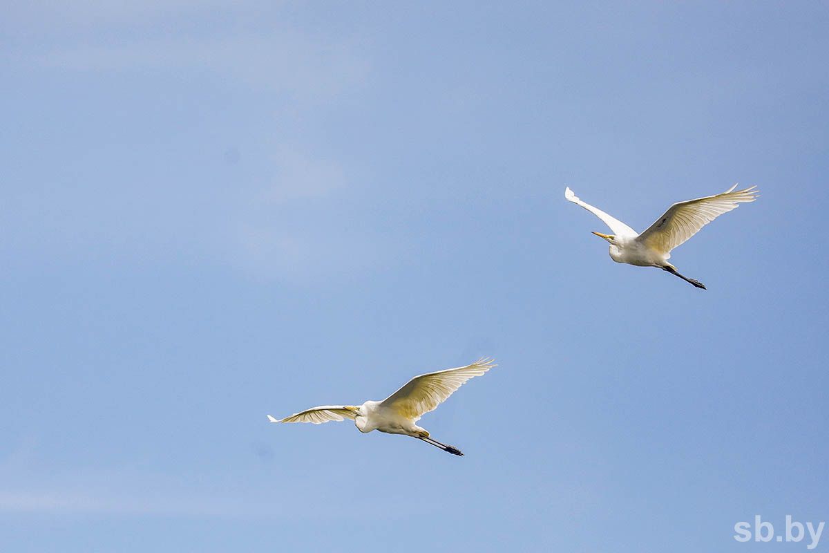 Более 20 видов птиц прилетели с зимовки в нацпарк "Припятский"