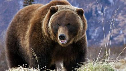 В Жлобинском зоопарке 29 марта пройдет День медведя