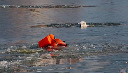 Животное находилось примерно в 30 метрах от берега и не могло самостоятельно выбраться.