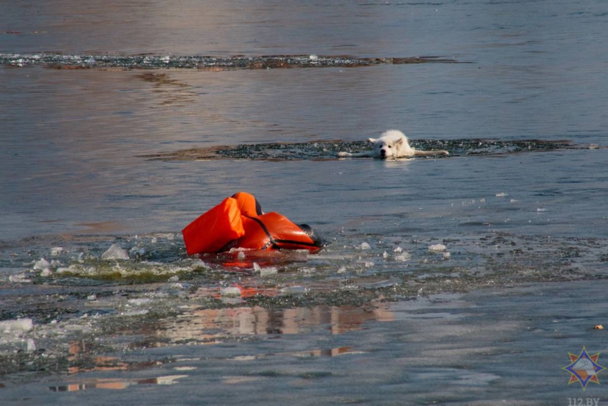 Животное находилось примерно в 30 метрах от берега и не могло самостоятельно выбраться.