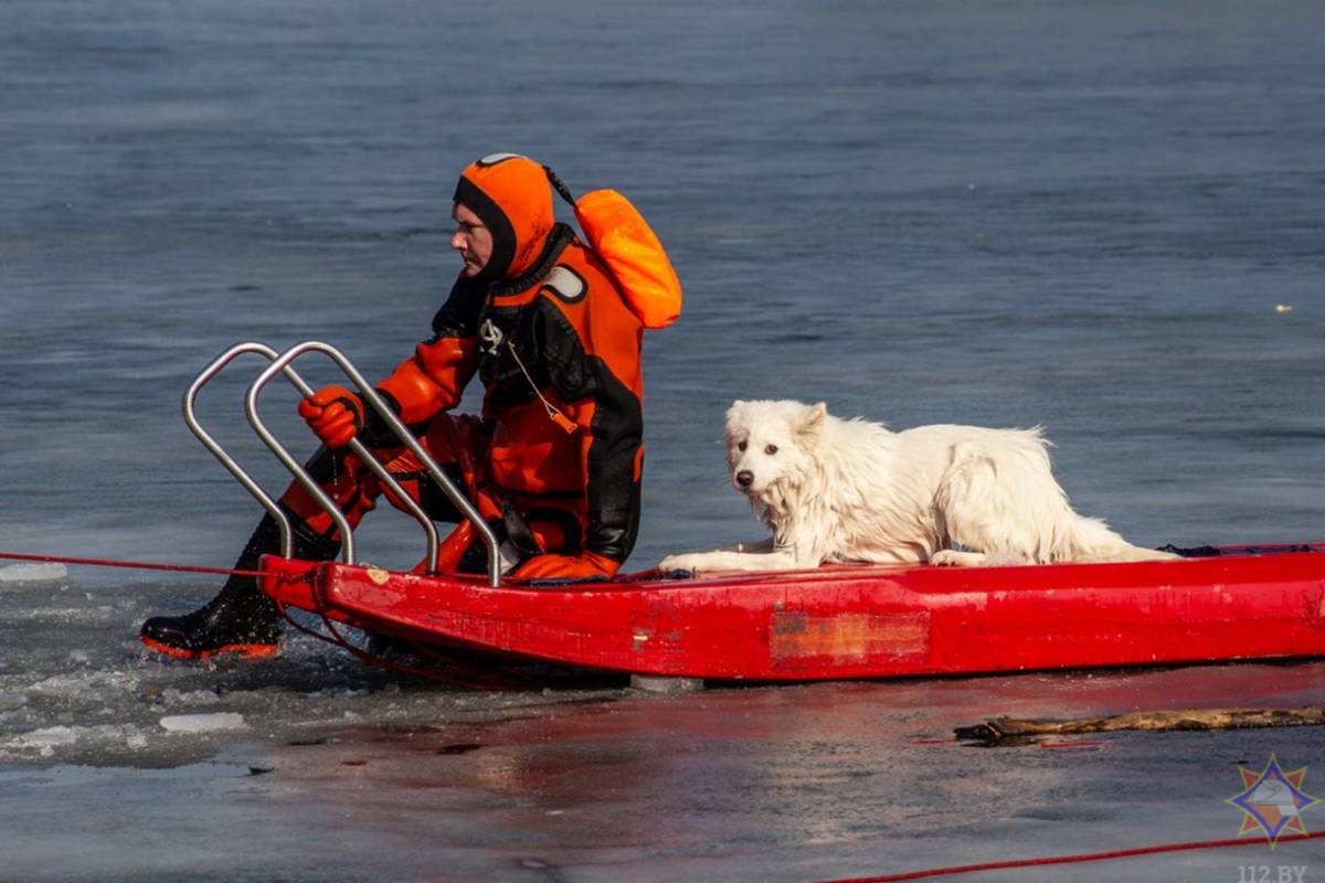В Гомеле спасли собаку, провалившуюся под лёд