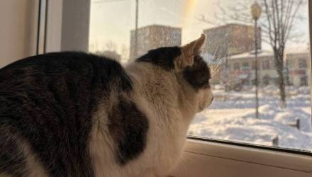 До +16 и без осадков: какой будет погода в Гомеле 12 марта