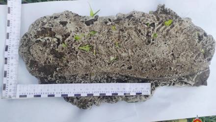 Гомель криминал