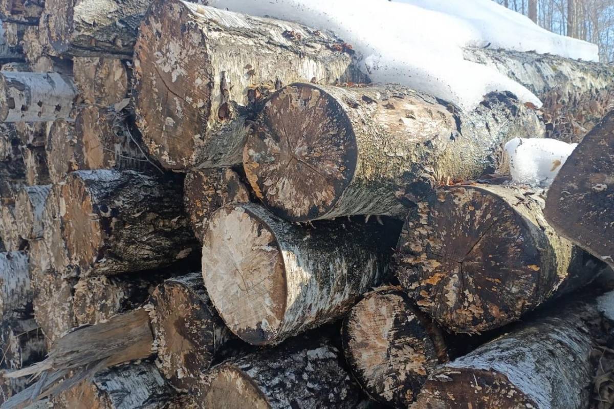 Выяснилось, что в ряде случаев деловая древесина своевременно не вывозилась, что привело к ухудшению её качества.