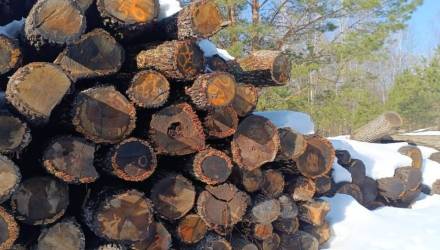 В Гомельской области испортили сотни кубов древесины