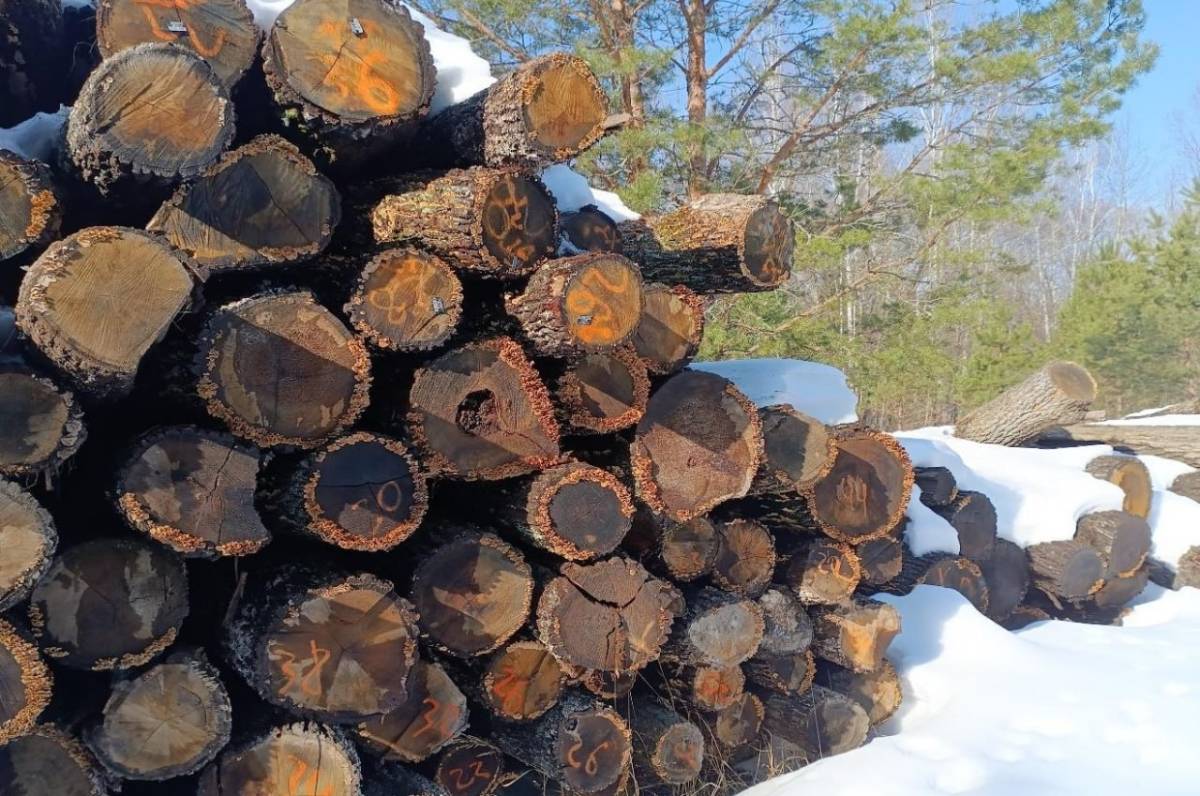 В Гомельской области испортили сотни кубов древесины