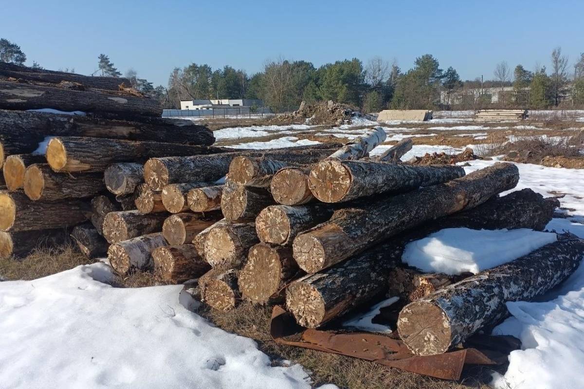 длительное хранение берёзовой древесины в Буда-Кошелёвском районе привело к полной потере её качества — материал фактически превратился в дрова.