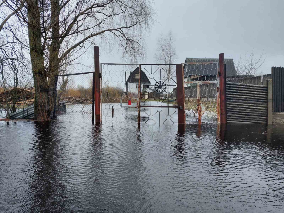 Паводок на Гомельщине: опасная вода и грызуны