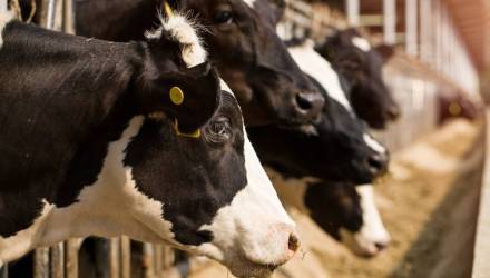 В Гомельской области погибли 830 голов скота — возбуждены уголовные дела