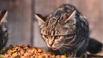 Накормил котика около подъезда? Получи штраф