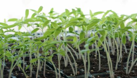 Продажа рассады в Беларуси: как законно подзаработать на растениях?