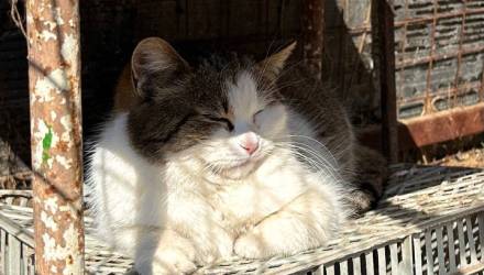 Приют «Островок» в Речице объявил срочный сбор на корм — осталось всего несколько мешков. Более 300 животных могут остаться без еды.