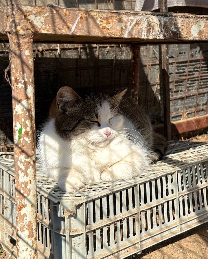 Приют в Речице просит помощи: корм на исходе