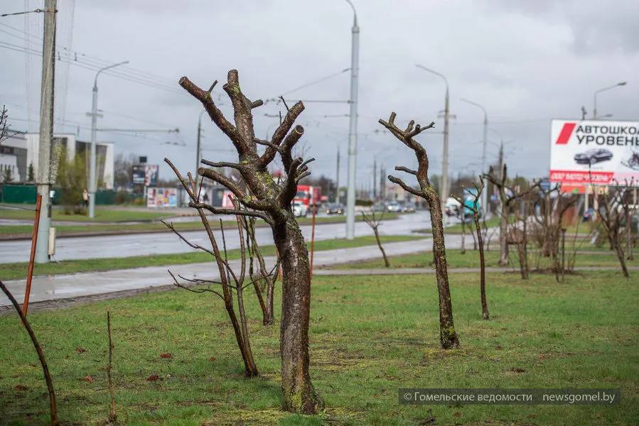 Прокуратура Гомеля подтвердила факт нарушения