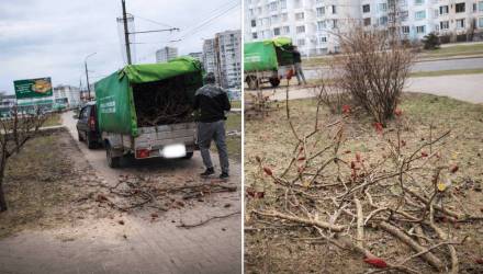 В Гомеле ради билборда обрезали 23 дерева — вмешалась прокуратура