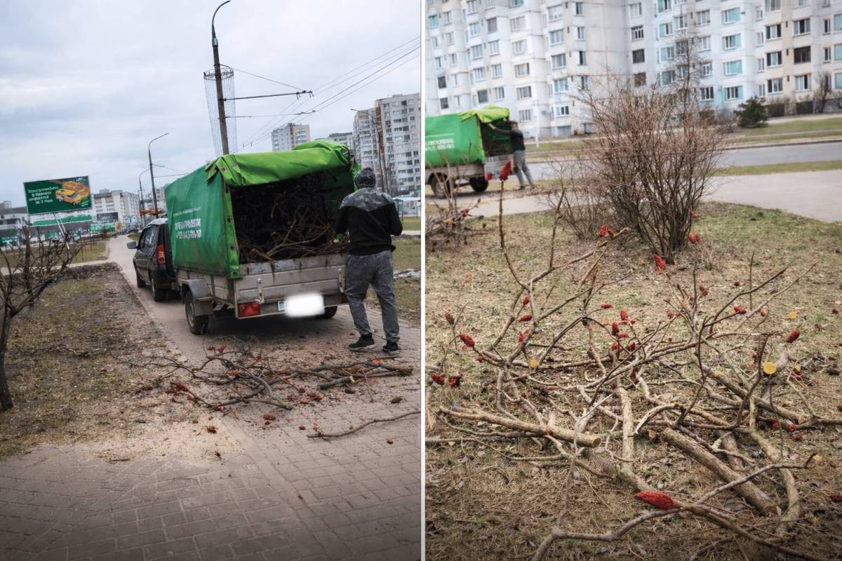 В Гомеле ради билборда обрезали 23 дерева — вмешалась прокуратура