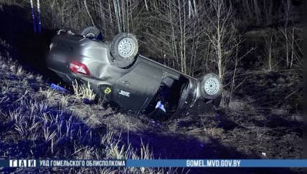 Дикие животные на дорогах: за 48 часов — два ДТП на Гомельщине