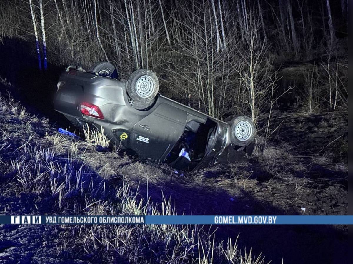 Дикие животные на дорогах: за 48 часов — два ДТП на Гомельщине