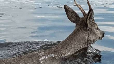 В Гомеле «открыли купальный сезон»… косуля