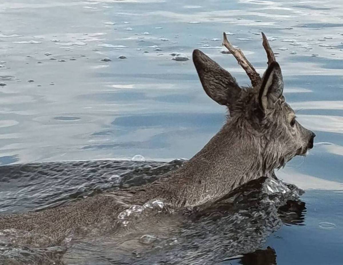 В Гомеле «открыли купальный сезон»… косуля