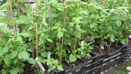 Новости Гомеля