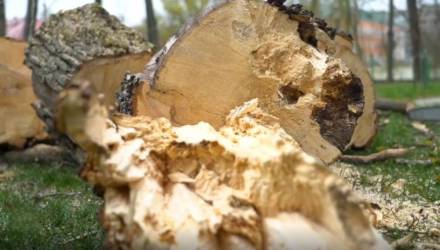 Сильный ветер в Гомеле: на Аллее Героев упало дерево