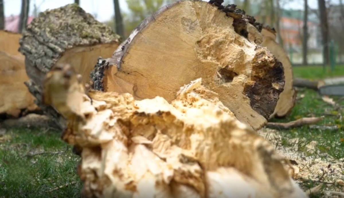 Сильный ветер в Гомеле: на Аллее Героев упало дерево