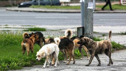 В Гомеле бродячие собаки вновь напали на ребенка