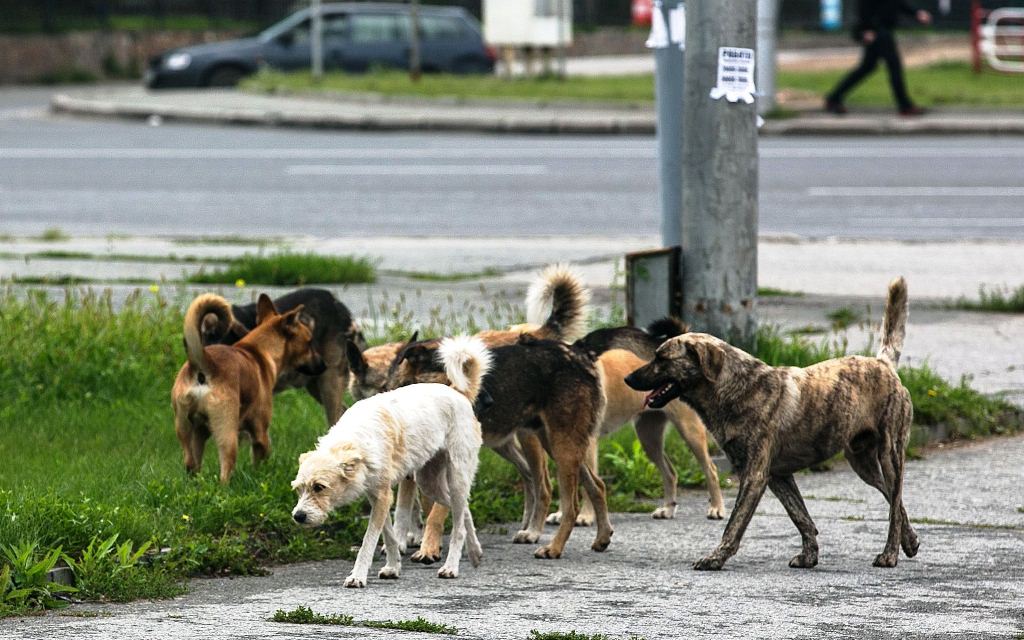 В Гомеле бродячие собаки вновь напали на ребенка